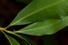 Image result for Faurea