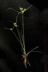 Image result for Pycreus flavescens