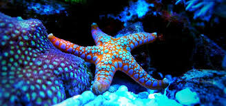 Another great restaurant added to mile square plaza! Marble Starfish Basics Tropical Fish Hobbyist Magazine