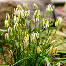 Image result for Albuca