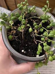 Make sure to plant it in a pot with a drainage hole and use potting mix suitable for cacti. What S Wrong With My String Of Pearls Overwatered Underwatered Succulents