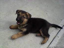 We have several dogs including baron, heidi, and ida. Akc German Shepherd Puppies For Sale In Kansas City Missouri Classified Americanlisted Com