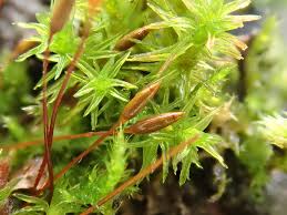 Image result for Pycnostachys coerulea