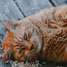 how to help a cat lose weight mud bay