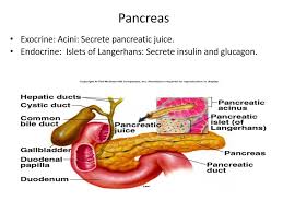 Pancreatic islets clusters of endocrine cells in the pancreas that secrete insulin and glucagon; Pancreas Gland Ppt Download