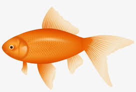 Maybe you would like to learn more about one of these? Free Png Orange Fish Png Images Transparent Transparent Background Fish Clipart Png Image Transparent Png Free Download On Seekpng