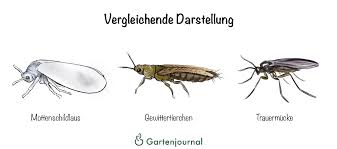 Dennoch sollten sie schnell bekämpft werden, damit die population nicht weiter ansteigt. Gewittertierchen Alle Merkmale Und Wie Sie Die Plage Bekampfen