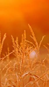Orange Field Orange Aesthetic Light Orange Orange Color