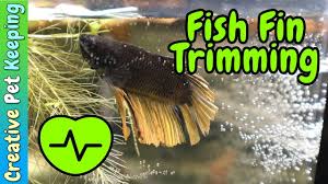 Betta Fish Recovery After Trimming Fins Under Anesthesia Using Clove Oil Fish Betta Fish Pets