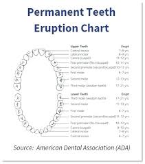 25 abundant dental chart for canine