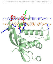 Unlike integral membrane proteins, peripheral proteins do not enter into the hydrophobic space within the cell membrane. Peripheral Membrane Protein Wikiwand