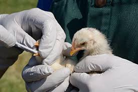 In general animals are fairly resilient, but these parasites can be draining and cause symptoms in even the toughest stock. Backyard Poultry Healthy Pets Healthy People Cdc
