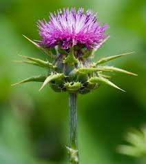Best reviews guide analyzes and compares all milk thistles of 2021. Milk Thistle à¤® à¤² à¤• à¤¥ à¤¸ à¤Ÿà¤² à¤¦ à¤— à¤§ à¤° à¤® à¤ª à¤§ In Kashmere Gate Delhi Herbal Bio Solutions Unit Of Scientific International Id 11502776491