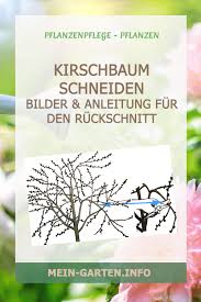 Die süßkirsche sollte direkt zur erntezeit im sommer geschnitten werden. Kirschbaum Schneiden Anleitung Fur Den Richtigen Ruckschnitt