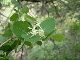 Image result for Caprifoliaceae