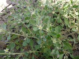 Image result for Glinus lotoides