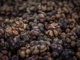 Historically, civets roamed free on coffee plantations, feeding on the coffee cherries at night. The Good And Bad Things To Know About Civet Poop Coffee