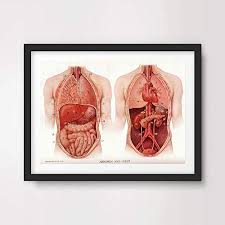 Amazon Com Organs Heart Lungs Stomach Medical Art Print