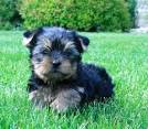 Yorkshire Terrier Puppies for Sale | Greenfield Puppies