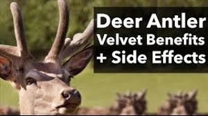 Deer Antler Velvet And Deer Antler Spray Benefits Side Effects Youtube
