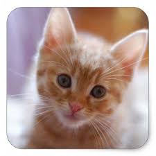Orange Tabby Kitten Square Sticker Cute Cutecat Cat Kittens Kedi