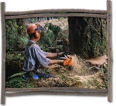 Maybe you would like to learn more about one of these? Timberline Tree Service Home Facebook
