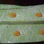 Image result for Lepisorus excavatus