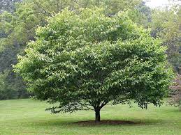 Descubre Que Arbol Eres Segun Tu Fecha De Nacimiento Trees To Plant Plants Native Plants