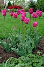 Plant Tulip Bulbs In Fall Season 6 8 Weeks Before You Expect The Frost And Maintain The Soil Temperature Below 60 Growing Tulips Planting Tulips Tulip Bulbs