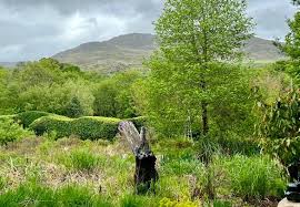 Image result for Thunbergianthus ruwenzoriensis