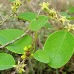 Image result for Cleistanthus