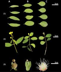 Image result for Sonneratiaceae