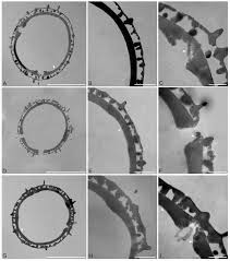 Image result for Picrodendraceae