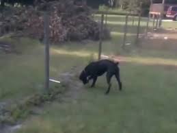 Electric invisible dog fences are one of the best solutions ever formulated, and most people will quickly find that they're a better alternative to their dog wandering off. Dog Pee On Electric Fence Video Dailymotion