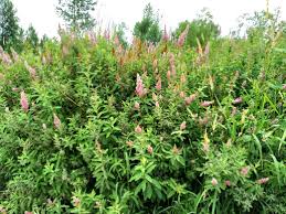 Image result for Spiraea douglasii
