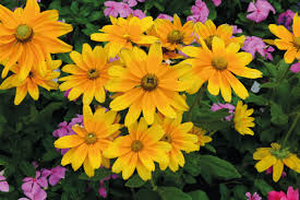 Image result for Rothia hirsuta