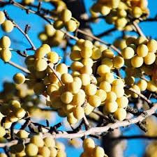 Image result for Indigofera fuscobarbata