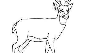 Ausmalbilder Hirsch Hirsche Malvorlagen Ausmalen Fadengrafik Tiere Malvorlagen Tiere