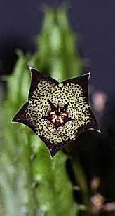 Image result for Tridentea