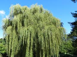 A salix alba 'tristis',szomorú fűz franciaországból származó faj. Salix Alba Tristis Deciduous Trees Cvetenie Rasteniya Posadka