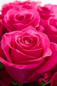The los angeles flower district is the premiere wholesale l.a. Add A Punch Of Color In Those Spring Pastels With Pink Floyd Royal Flowers Hot Pink Beautiful Rose Flowers Wholesale Roses Wholesale Flowers