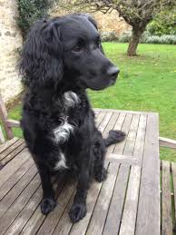 Black And White Spaniel Mix Springer Spaniel Cross Labradoodle English Spaniel Spaniel Puppies Dogs