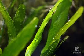 Image result for Nymphoides forbesiana