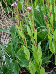 Image result for Epilobium stereophyllum