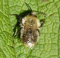 Image result for Bombus pascuorum pallidofacies