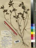 Image result for Indigofera deightonii