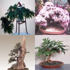 Image result for Vepris bremekampii