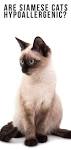 Are Siamese Cats Hypoallergenic? - siameseofday