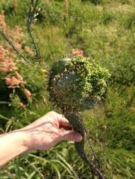 20 jahre nach der reaktorkatastrophe. 20 Radiation Mutations Ideas Mutation Fukushima Radiation