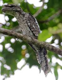 Bird With Big Mouth Papuan Frogmouth Podargus Papuensis A Big Mouth Beautiful Birds Bird Pet Birds